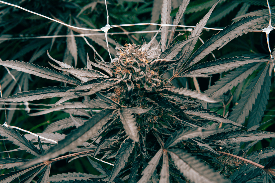 Macro view of a THCA cannabis bud showing dense trichomes and foliage