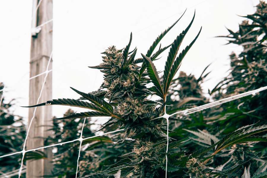 Healthy THCA cannabis plants supported by outdoor trellis netting