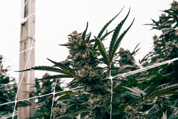 Healthy THCA cannabis plants supported by outdoor trellis netting