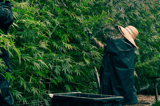 Person tending tall THCA cannabis plants during harvest