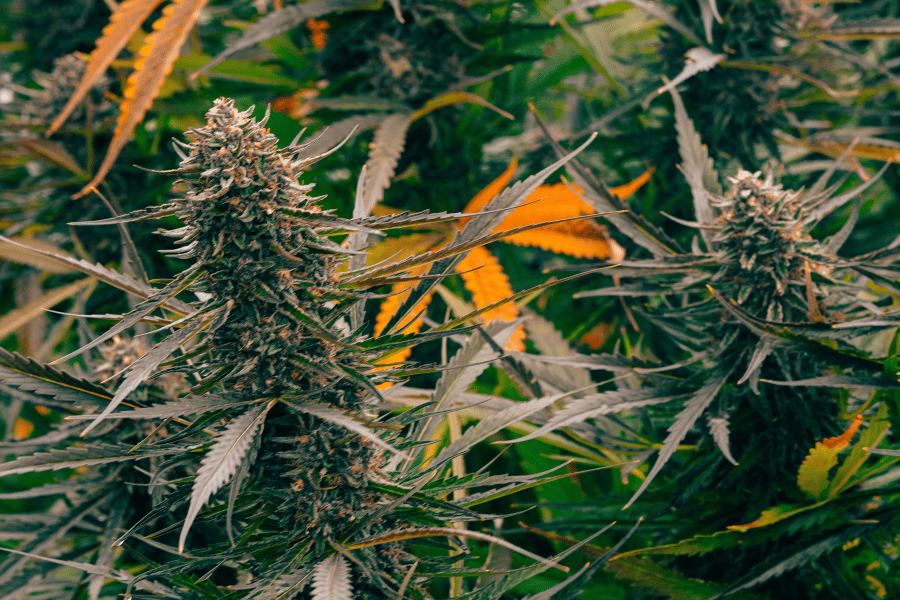 Mature THCA cannabis buds in a dense outdoor row before harvest