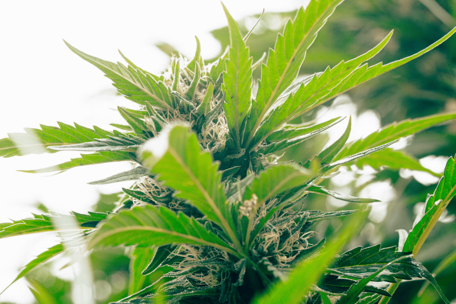 Detailed close-up of THCA cannabis buds showing small clustered flower growth