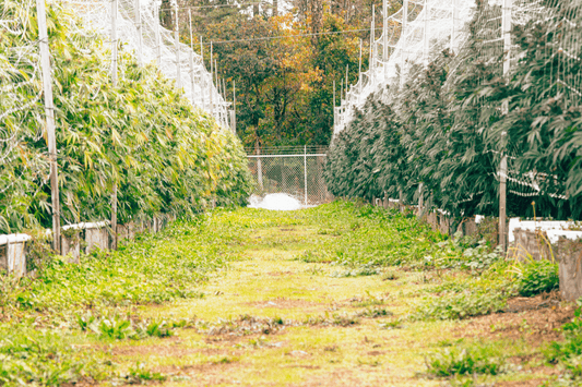 Organized rows of mature THCA cannabis plants growing outdoors