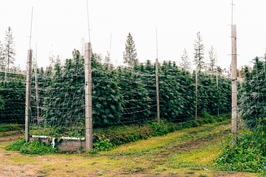 A wide view of THCA cannabis plants growing on tall trellis posts