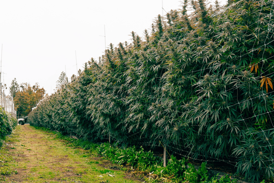 Long row of mature THCA cannabis plants ready for harvest