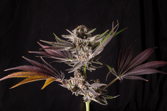 image showing strain Jealousy with black backdrop. Live plant image
