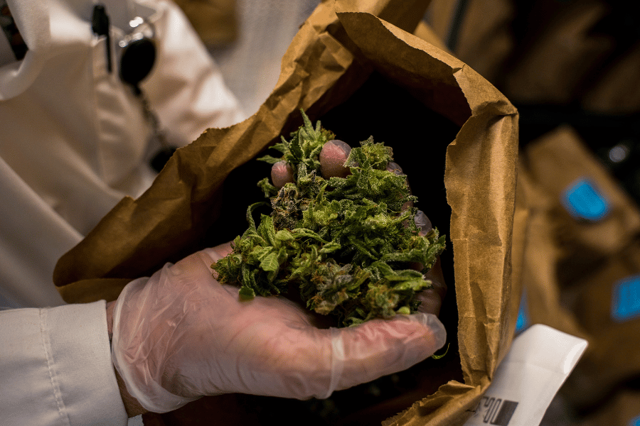 Cannabis flower with coarse grind texture showing why grind size matters for efficient and clean cannabis oil infusion