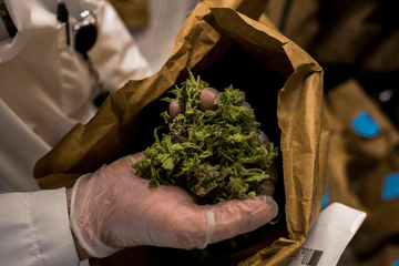 Cannabis flower with coarse grind texture showing why grind size matters for efficient and clean cannabis oil infusion