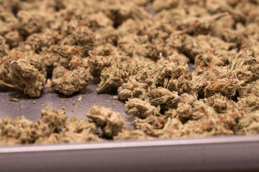 Tray of raw cannabis flower buds spread out before decarboxylation.