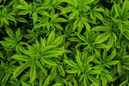overhead Birdseye view of outdoor cannabis in veg state
