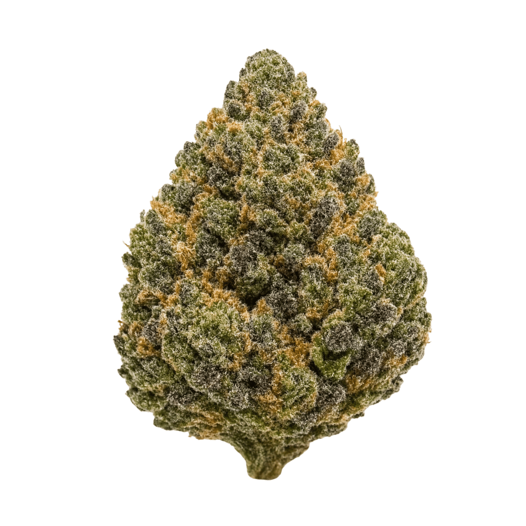 Slush Fundz THCA flower bud on a white background, showing dense trichomes, deep green and purple tones, and the sticky dessert-funk structure typical of GMO/GSC hybrids